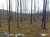 SDC10156.JPG